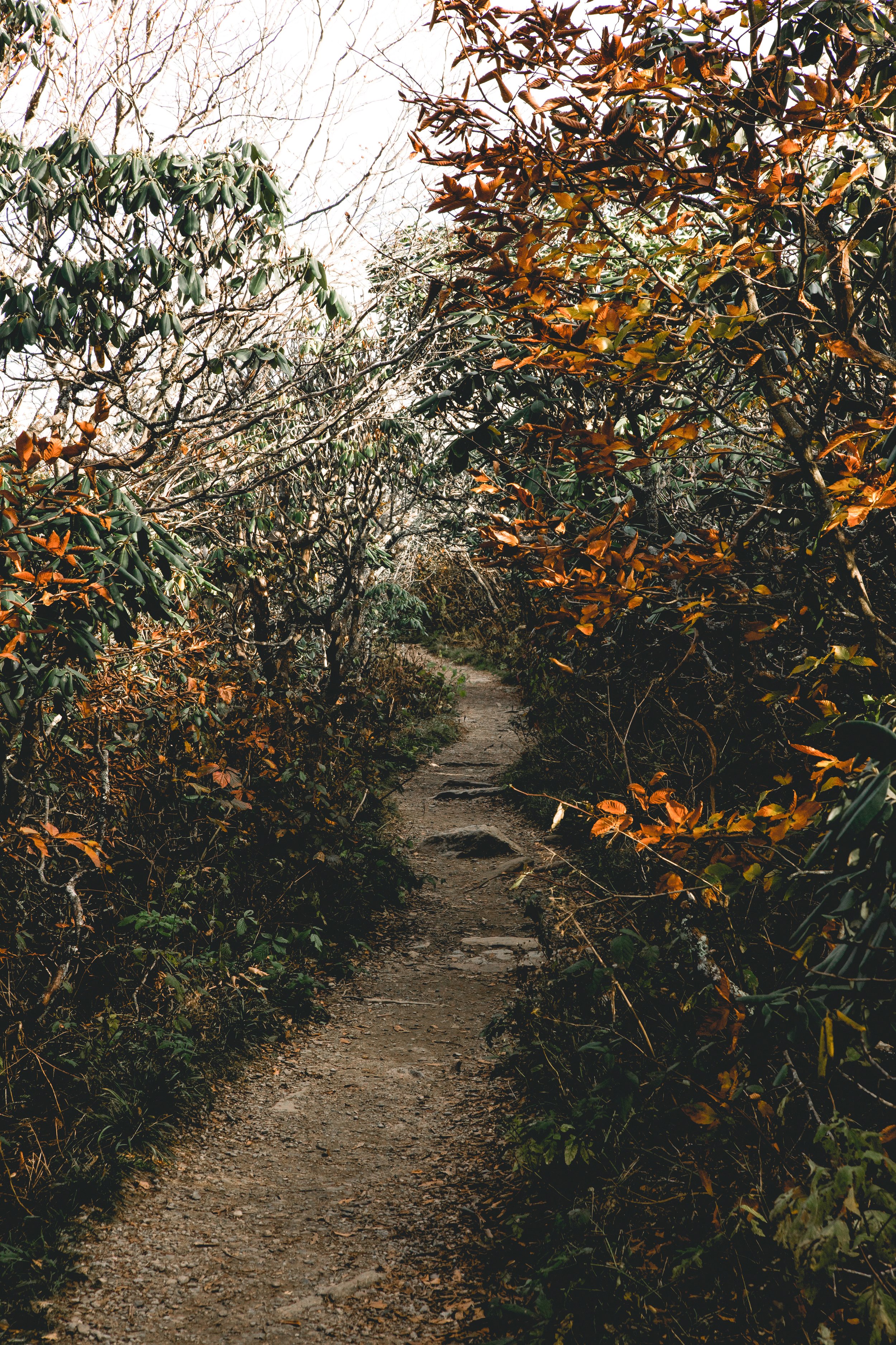 A dirt hiking trail through dense bushes and trees with brown and green leaves, leading into a forested area.