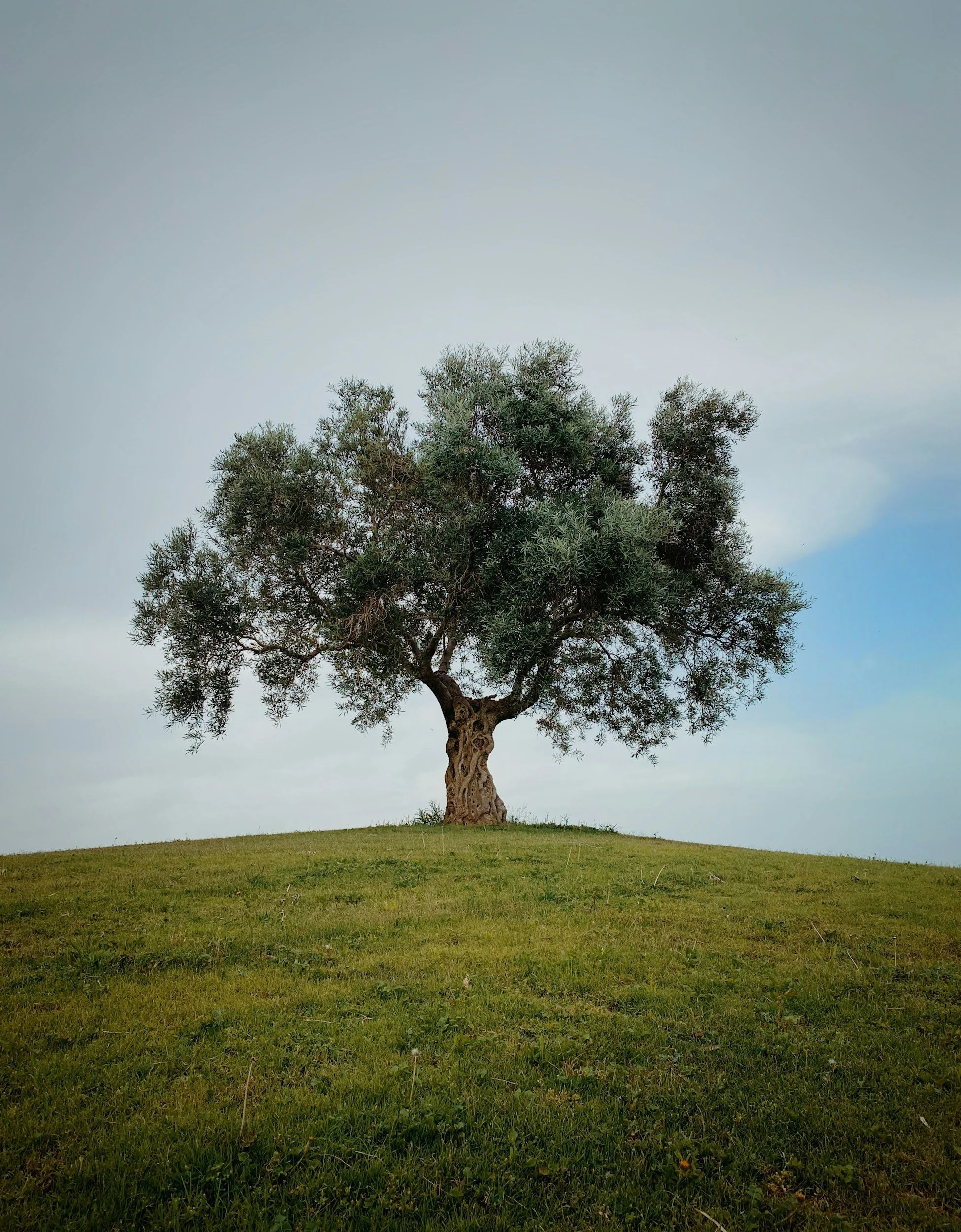 A solitary olive tree with a slender trunk and lush green foliage standing on a hill covered with grass, under a clear sky.