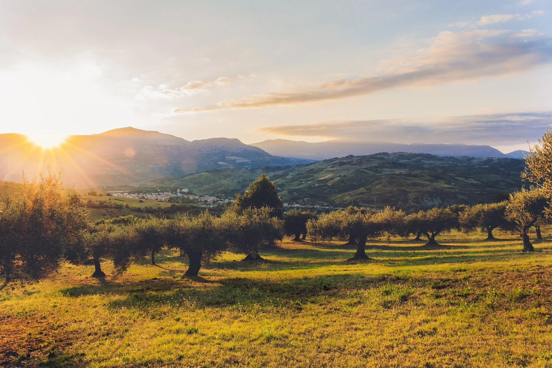 Sunset over rolling green hills with dotted with olive trees, mountains in the background, and a clear sky with some clouds.