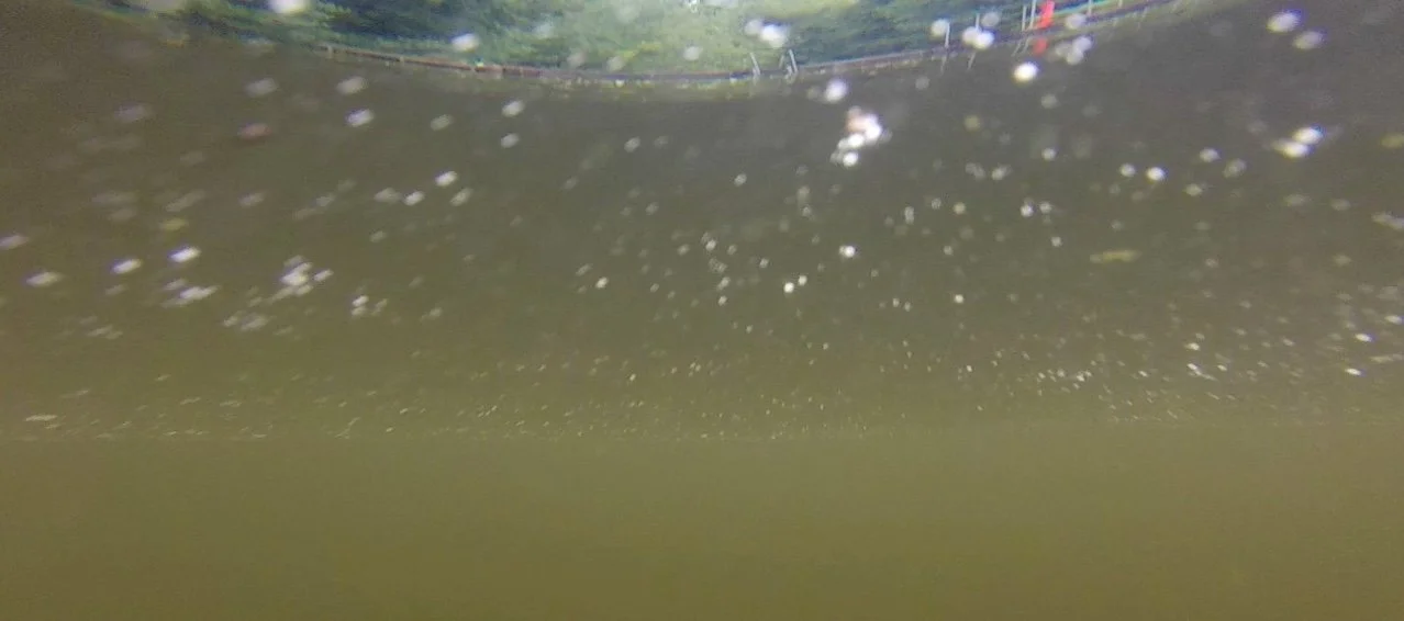 Elegy for a Swim