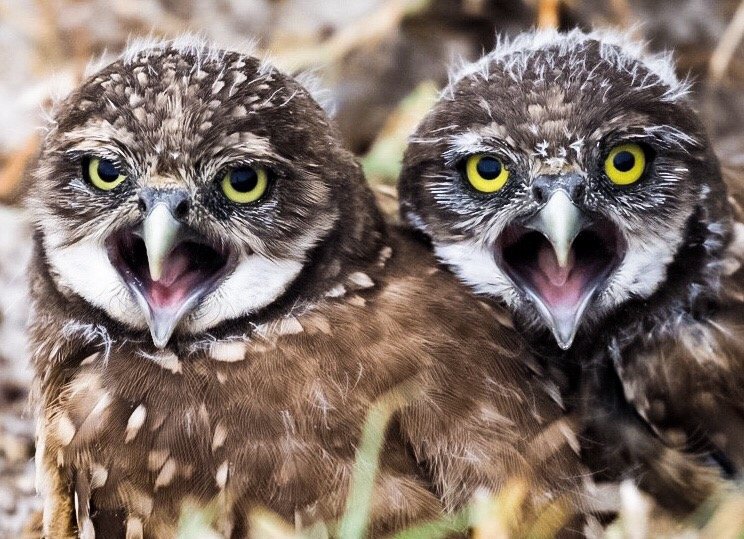 Burrowing Owls 9