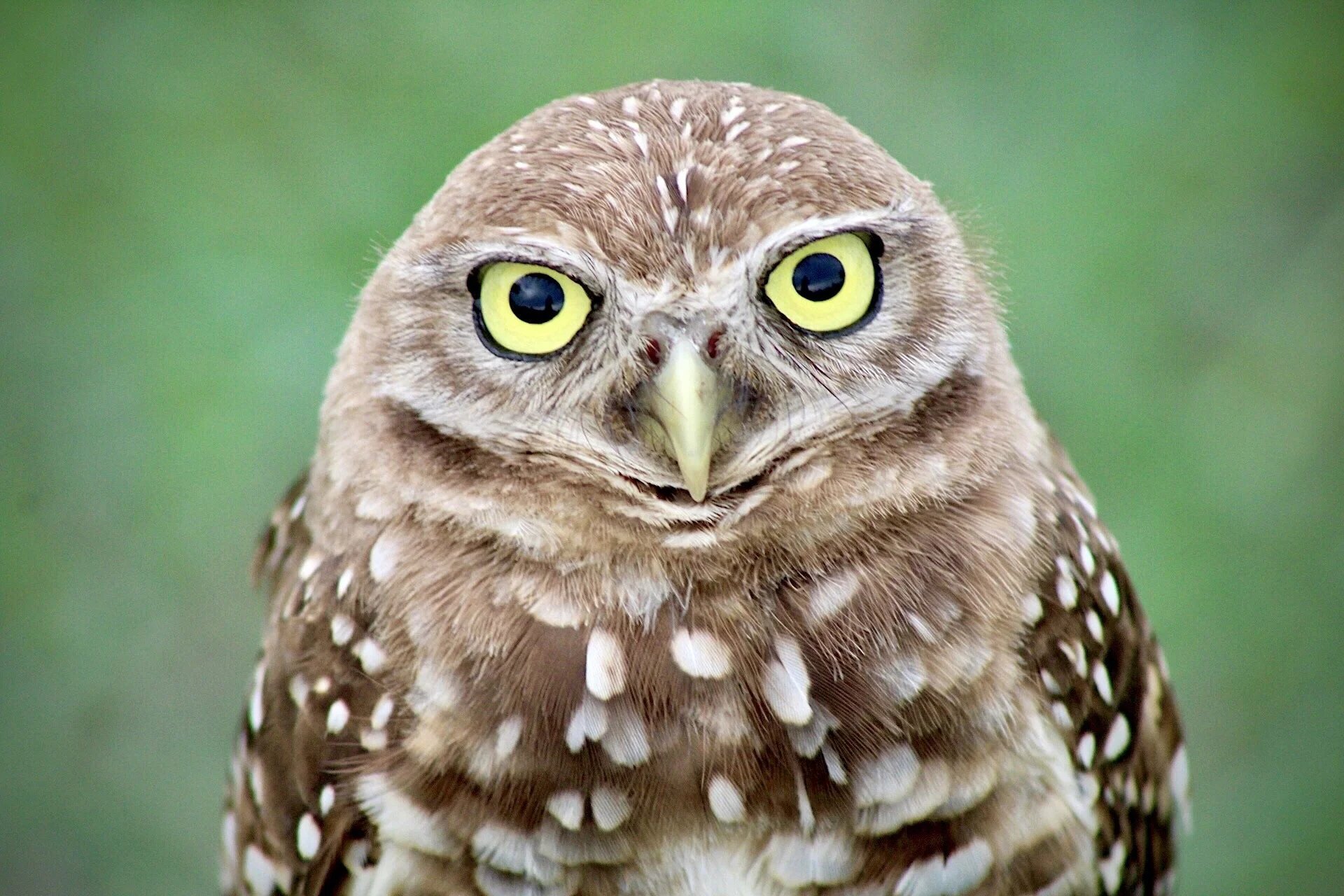 Burrowing Owl 13