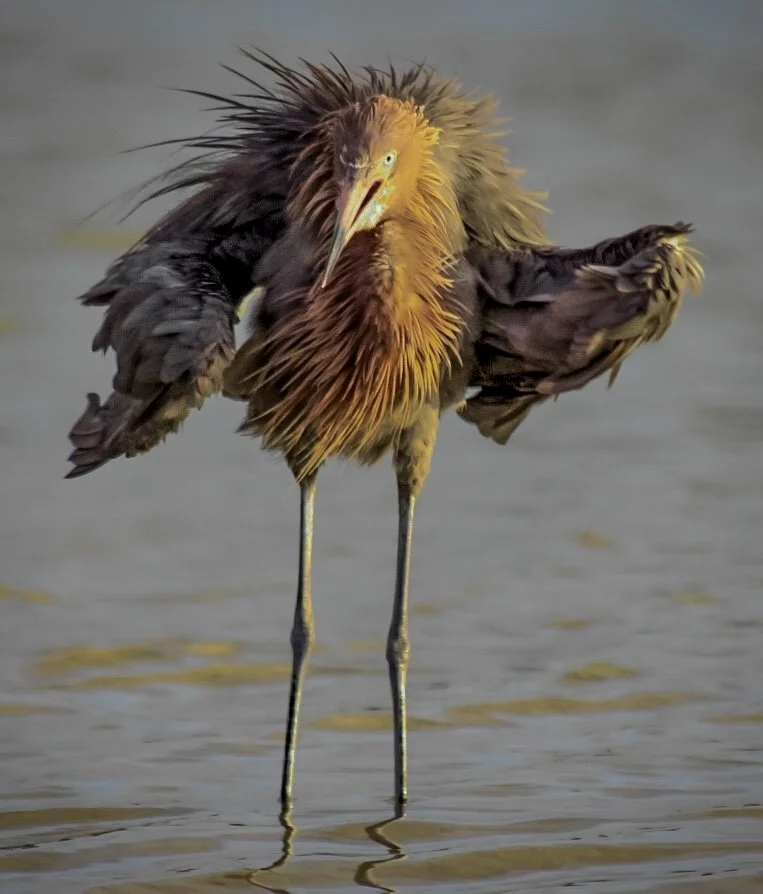 Reddish Egret 85