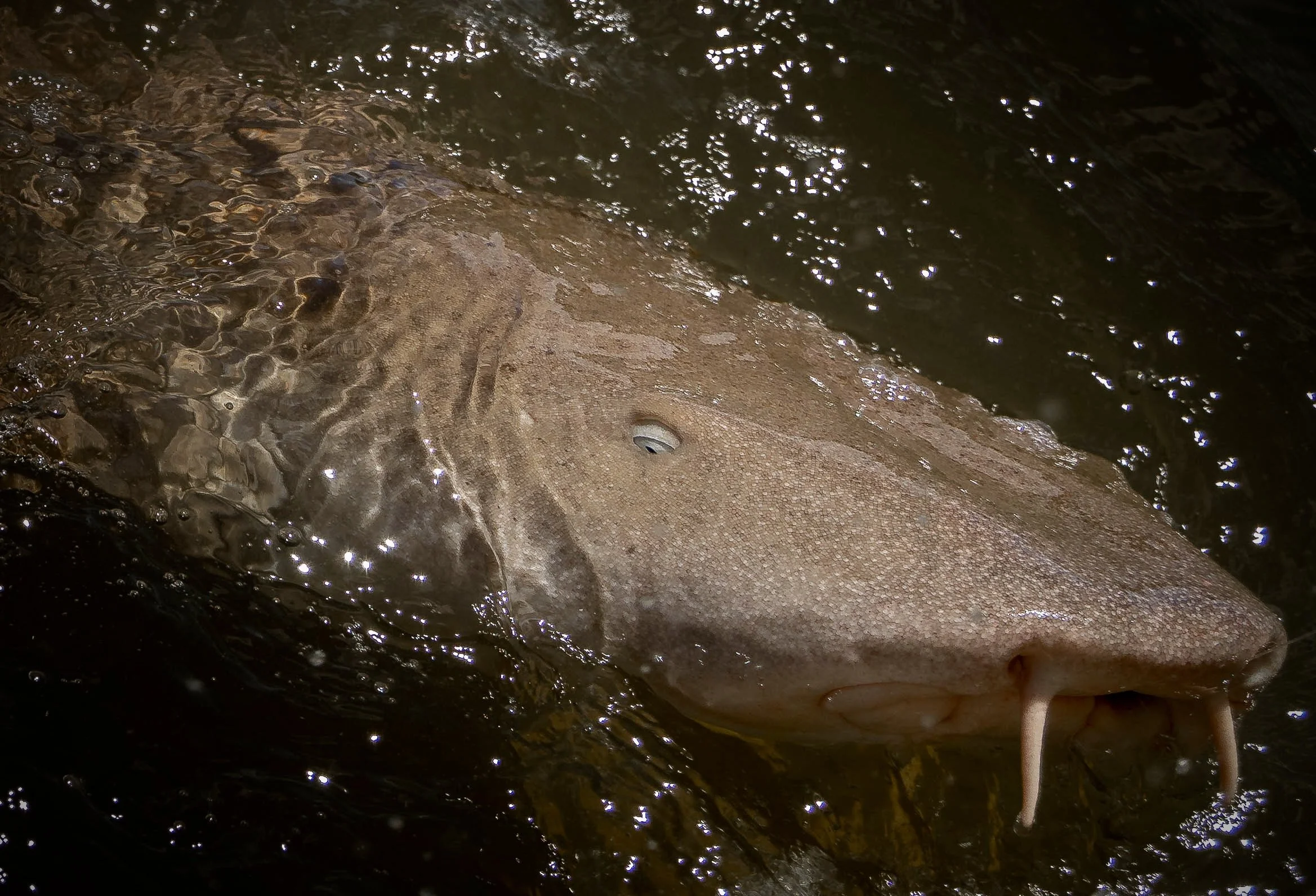 Nurse Shark 13