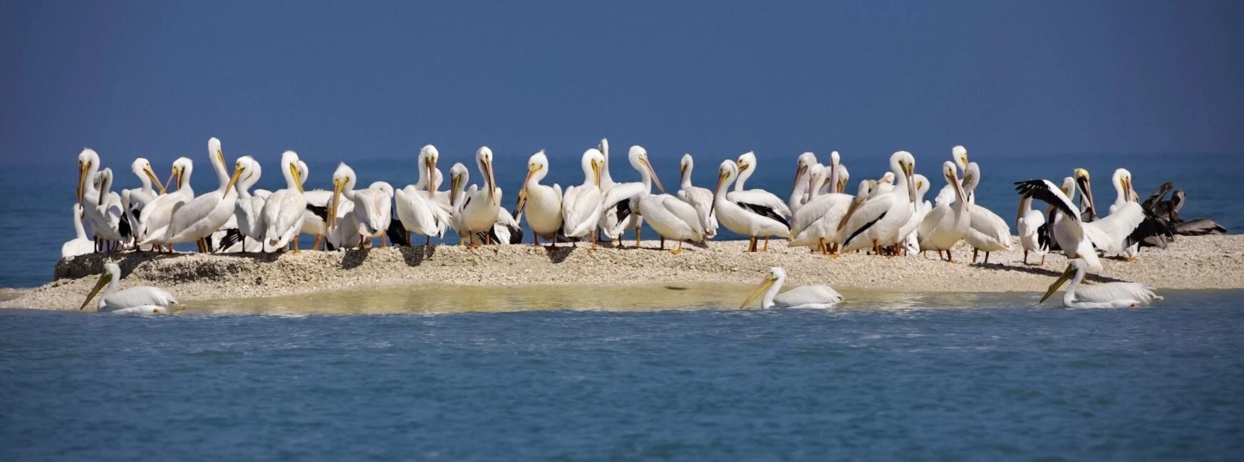 White Pelicans 12