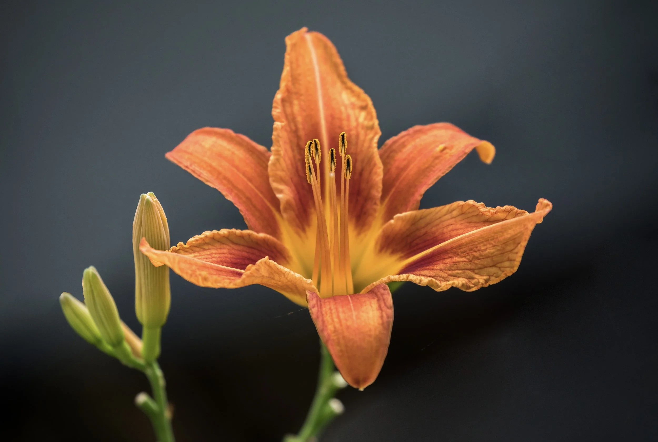 Daylily Flower 26