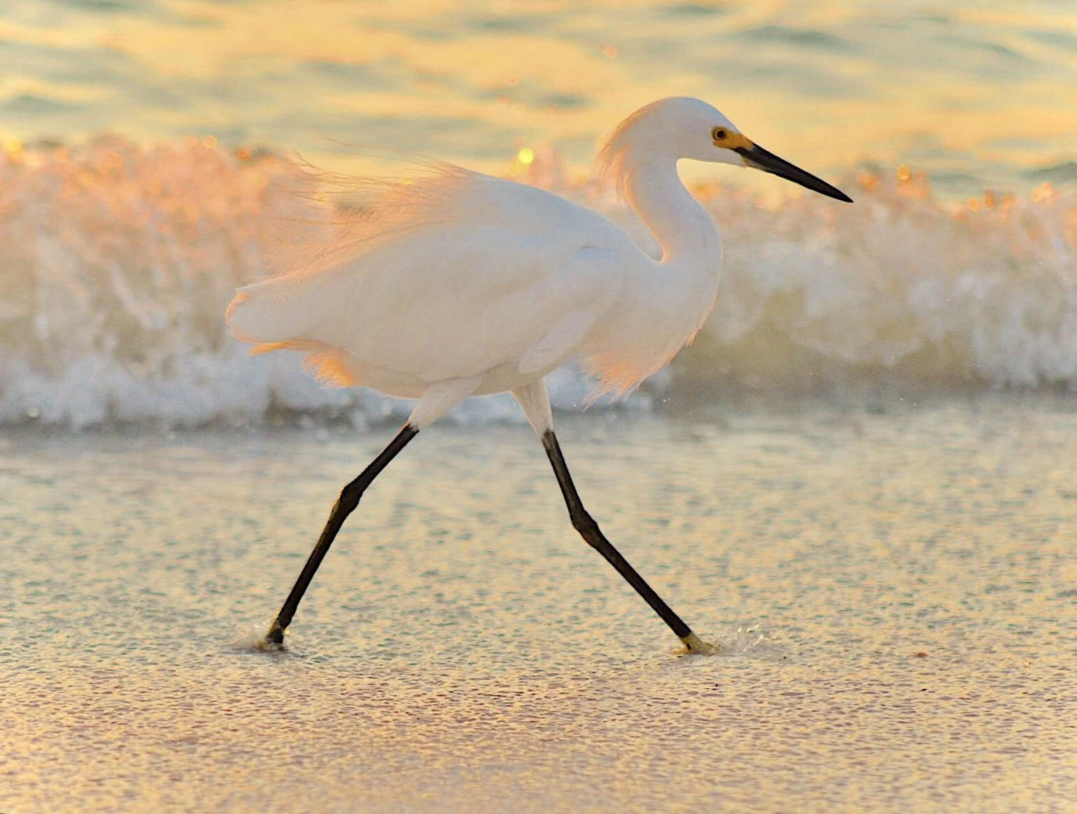 White Egret 61
