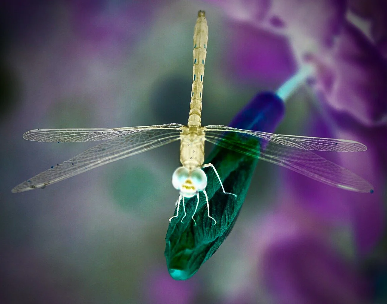 Dragonfly 45