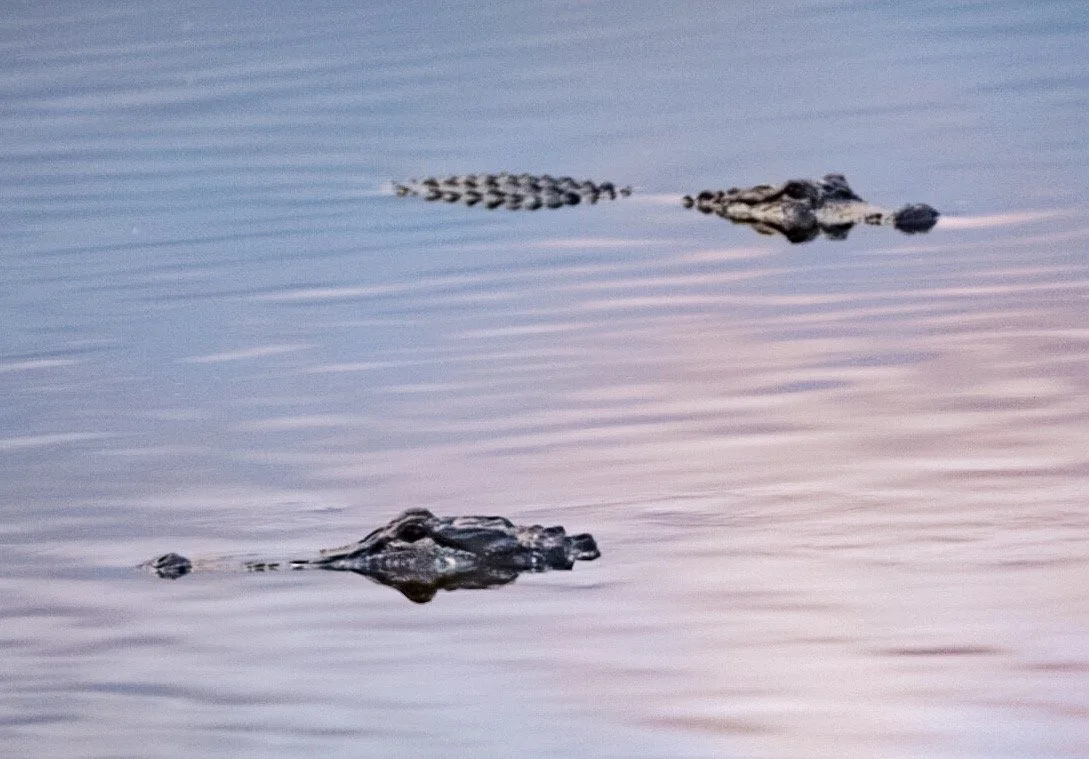Alligators 44