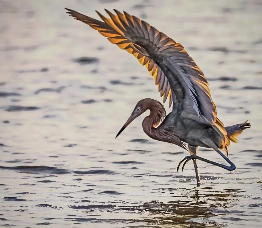 Reddish Egret 51