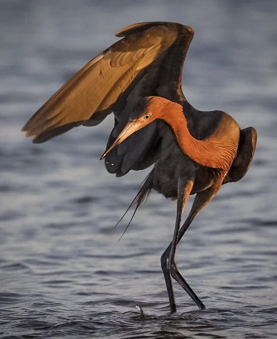 Reddish Egret 36