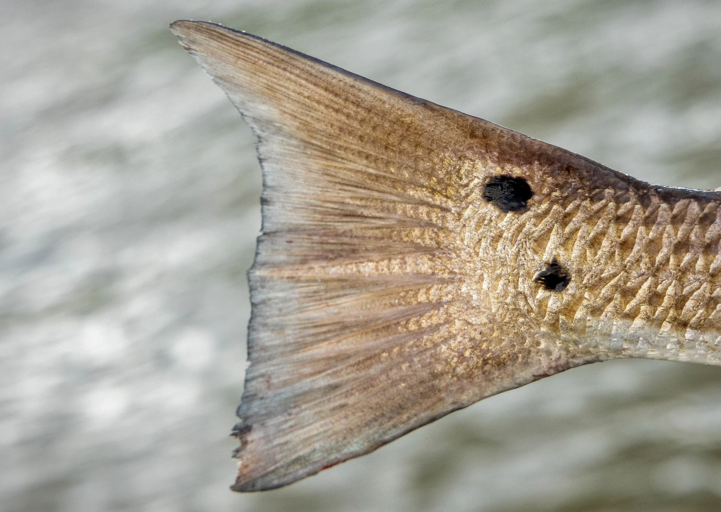Redfish Tail 14