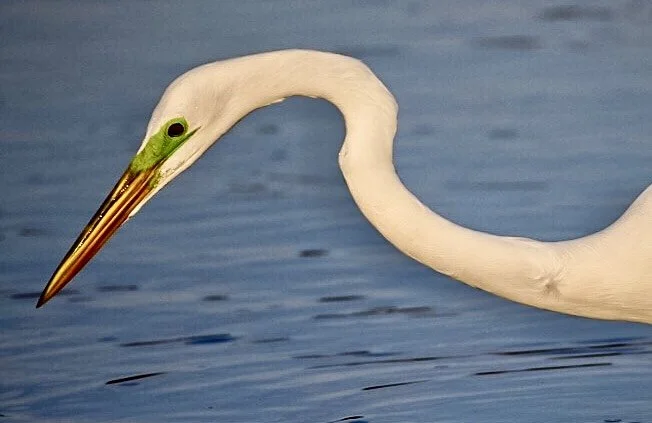 White Egret 58