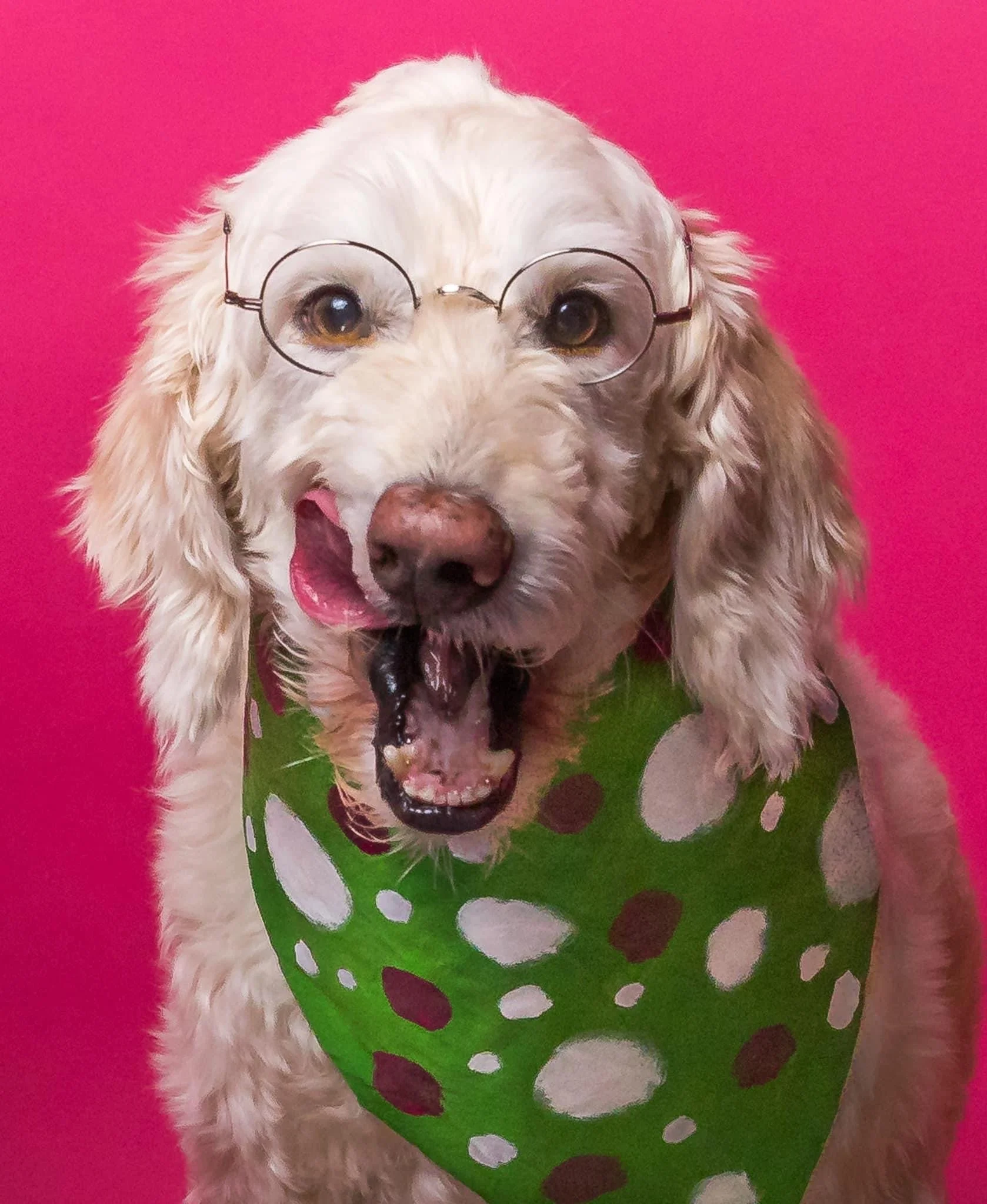 A white labradoodle dog wearing round glasses with a pink background and sitting on a green and pink polka-dotted cushion.