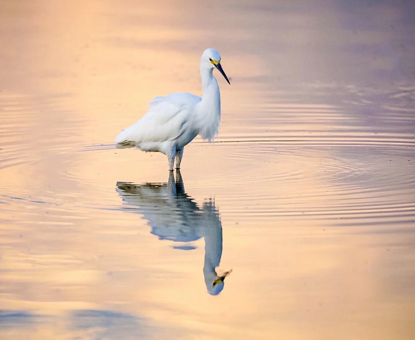White Egret 76