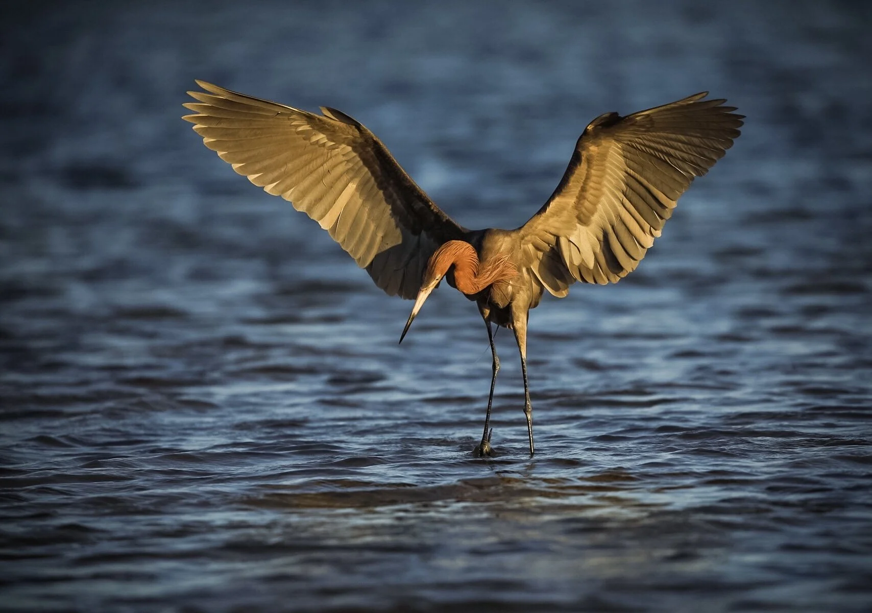 Reddish Egret 16