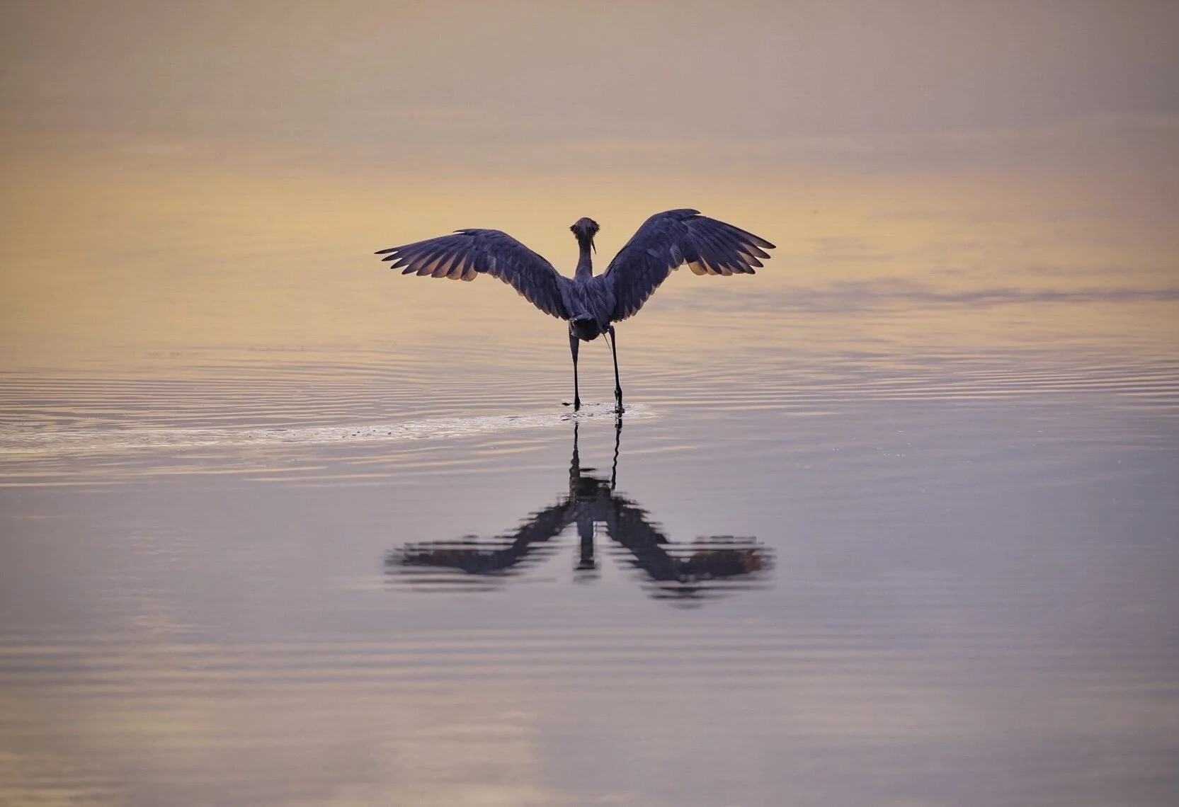 Reddish Egret 13