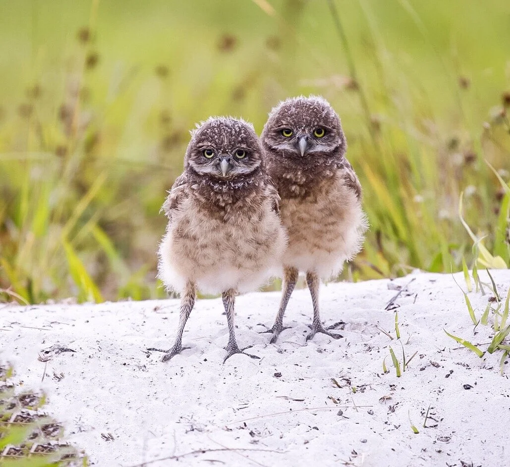 Baby Burrowing Owls 2