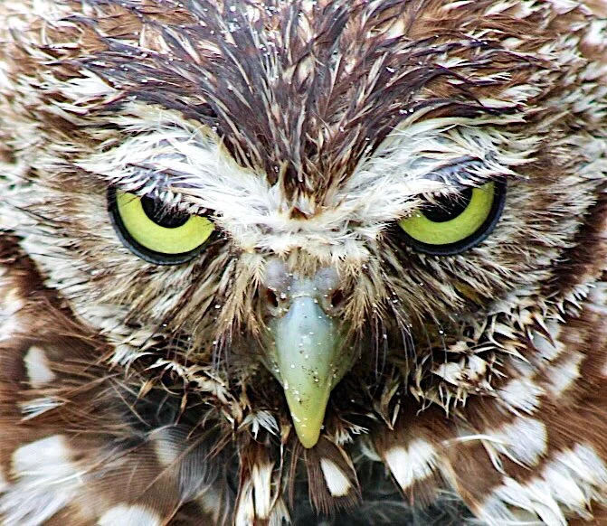 Burrowing Owl 6