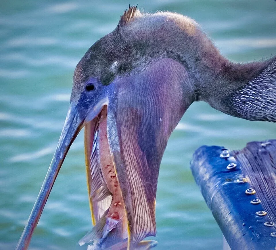 Pelican 52