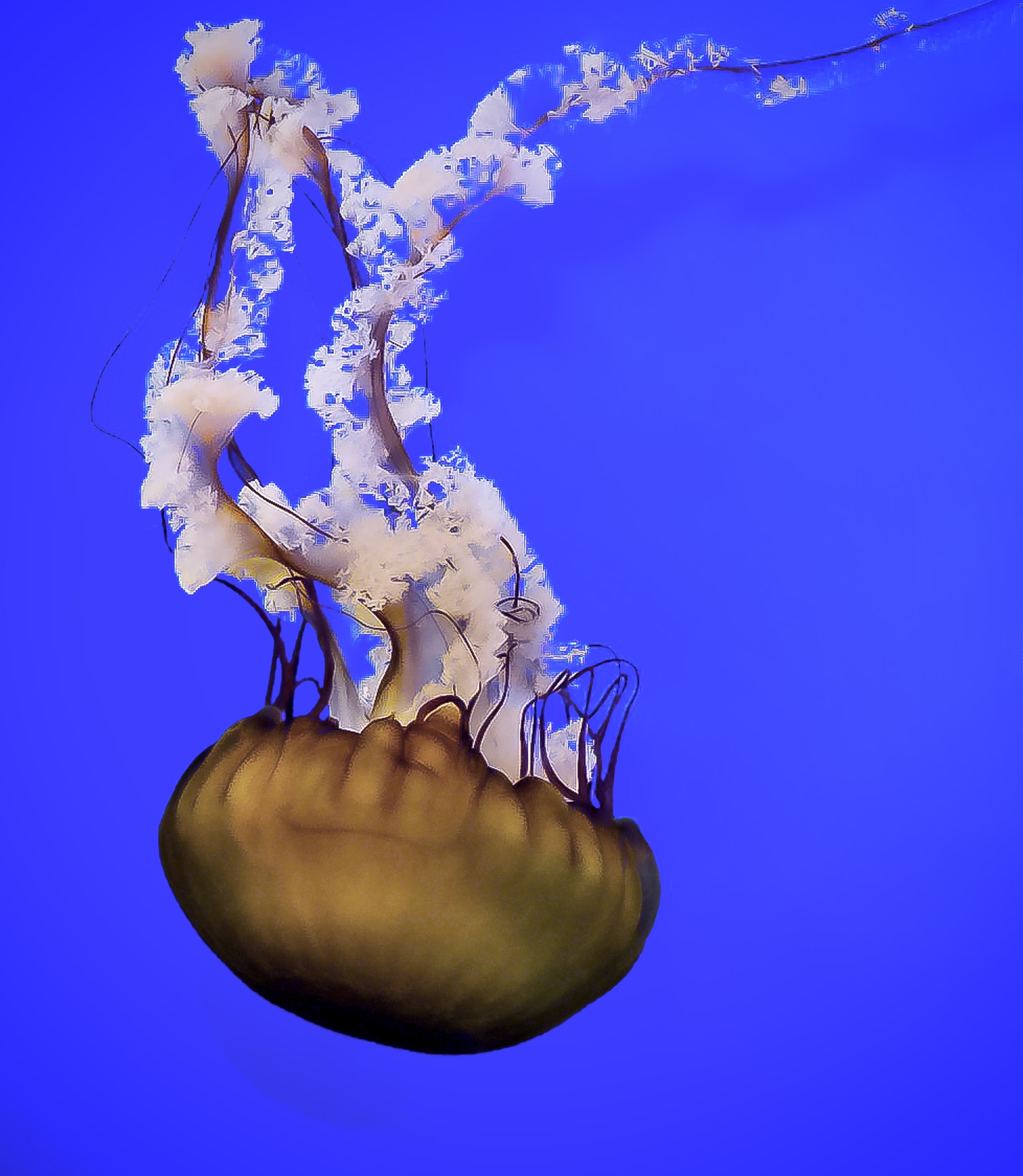 Jellyfish 16