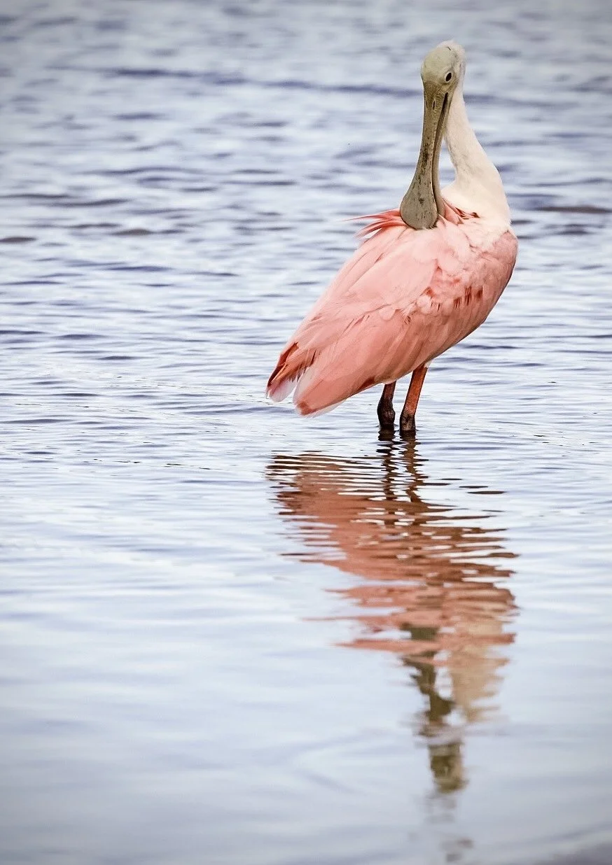 Spoonbill 10
