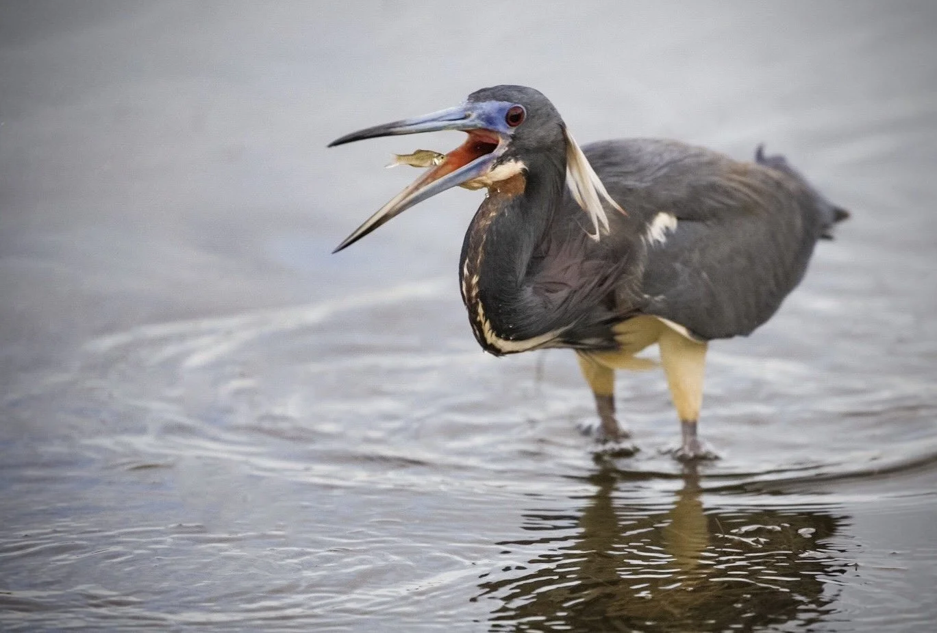 Tricolored Heron 29