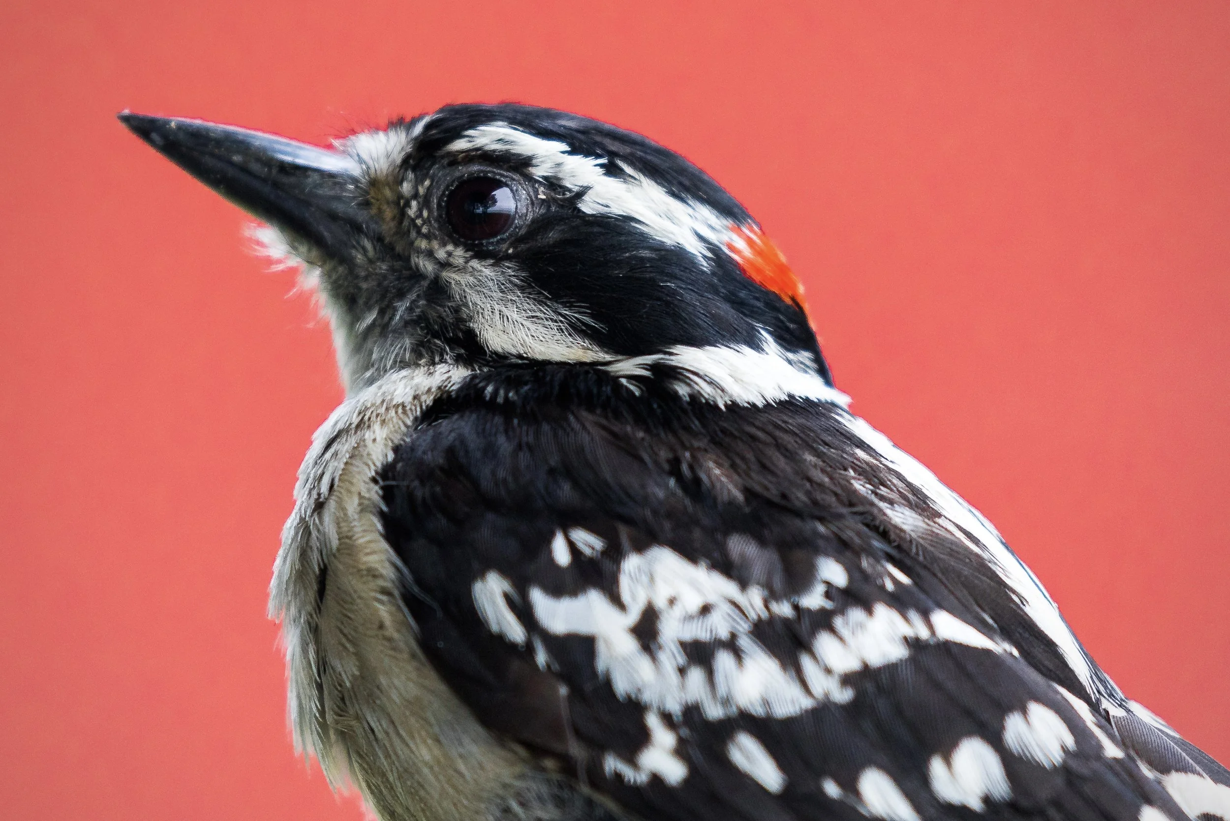 Bird 30