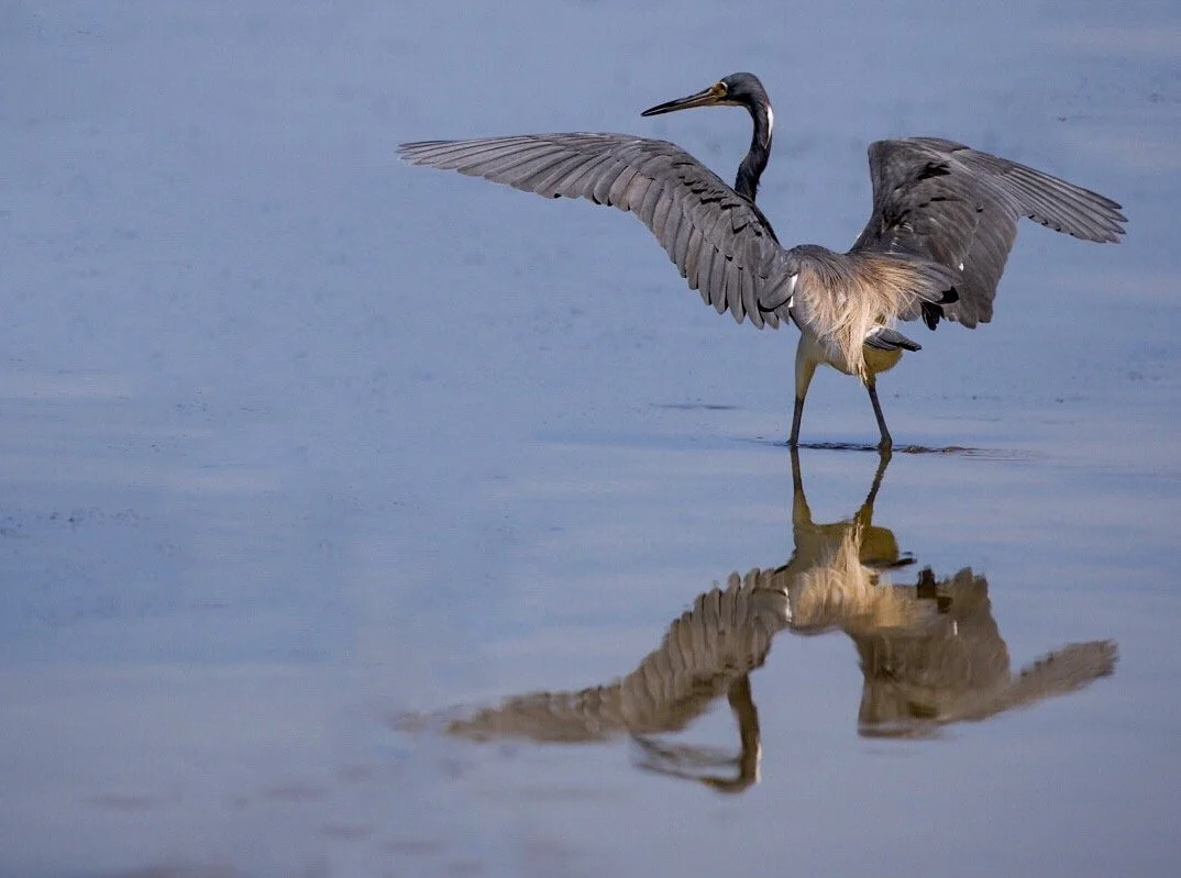 Tricolored Heron 77