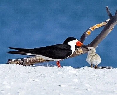 Black Skimmers 73