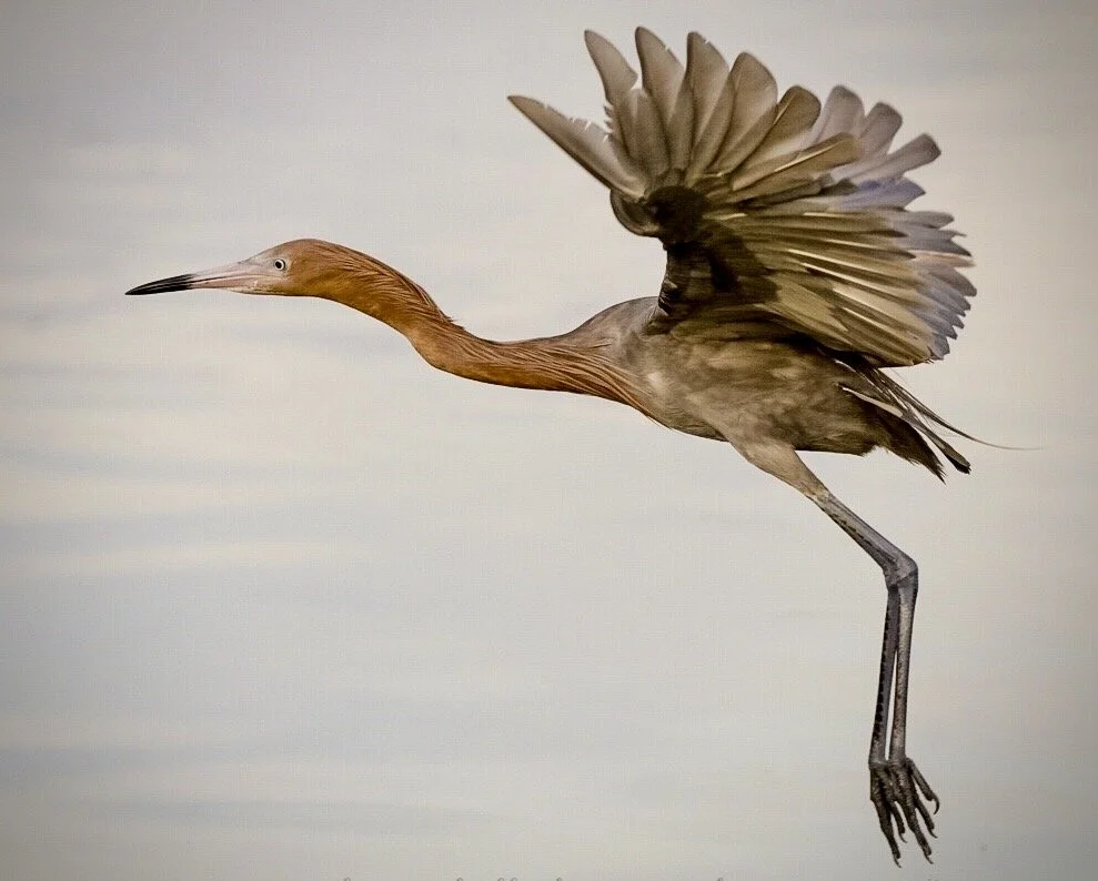 Reddish Egret 67