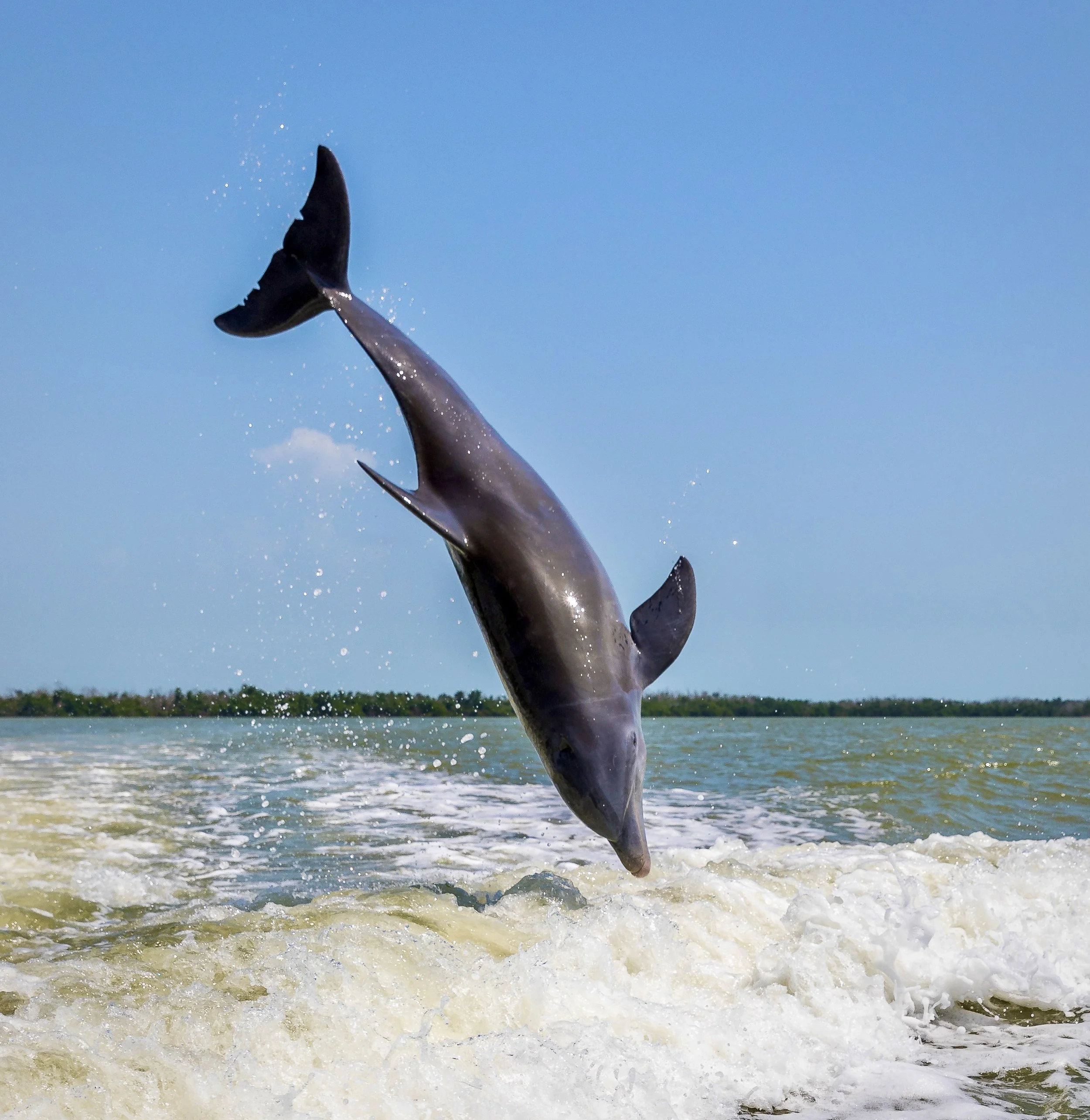 Dolphin 21