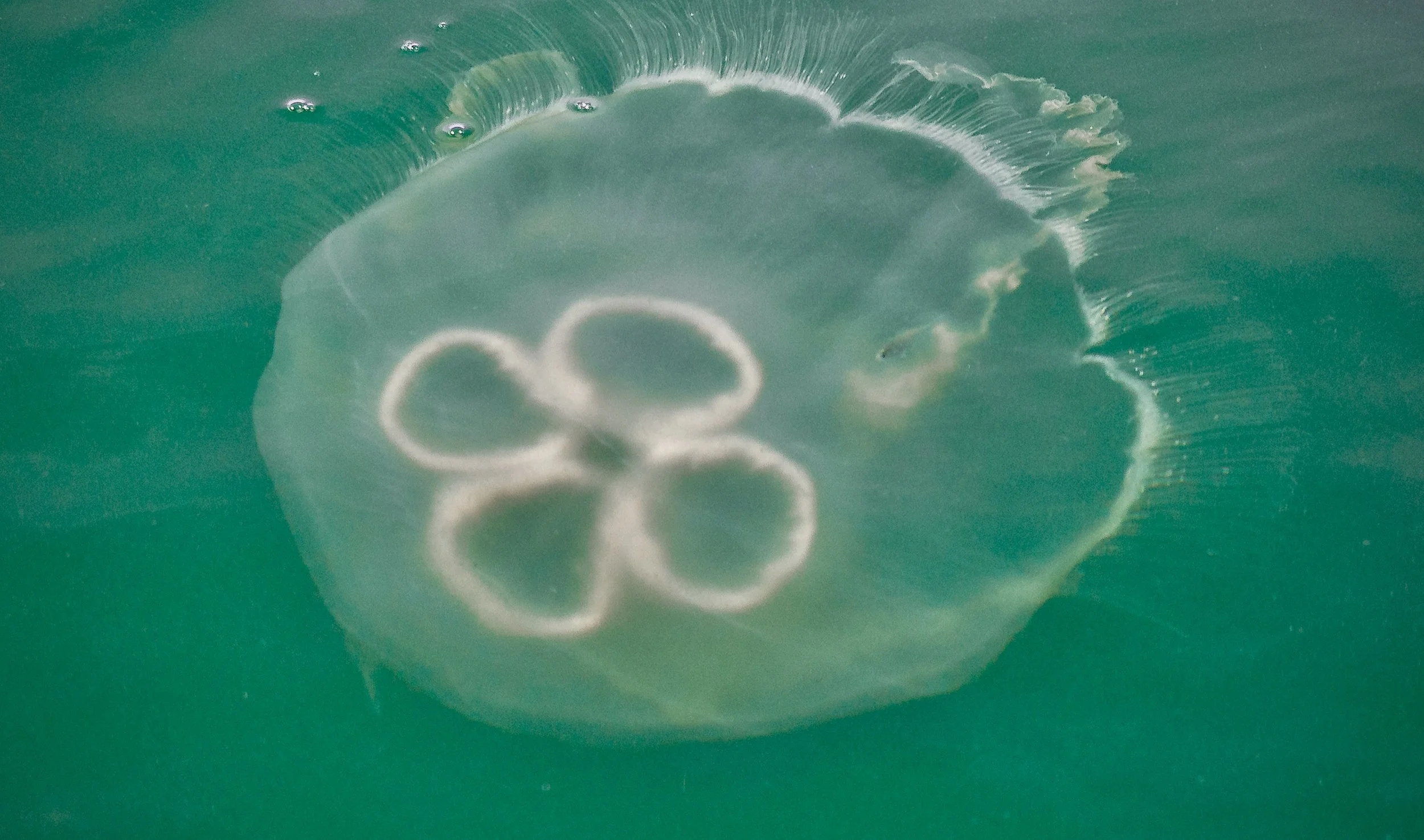 Jellyfish 8