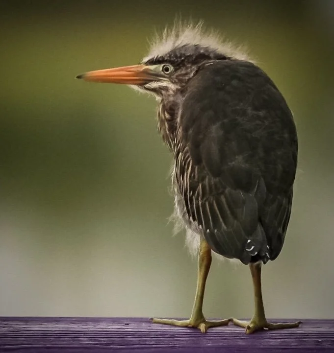Juvenile Heron 22
