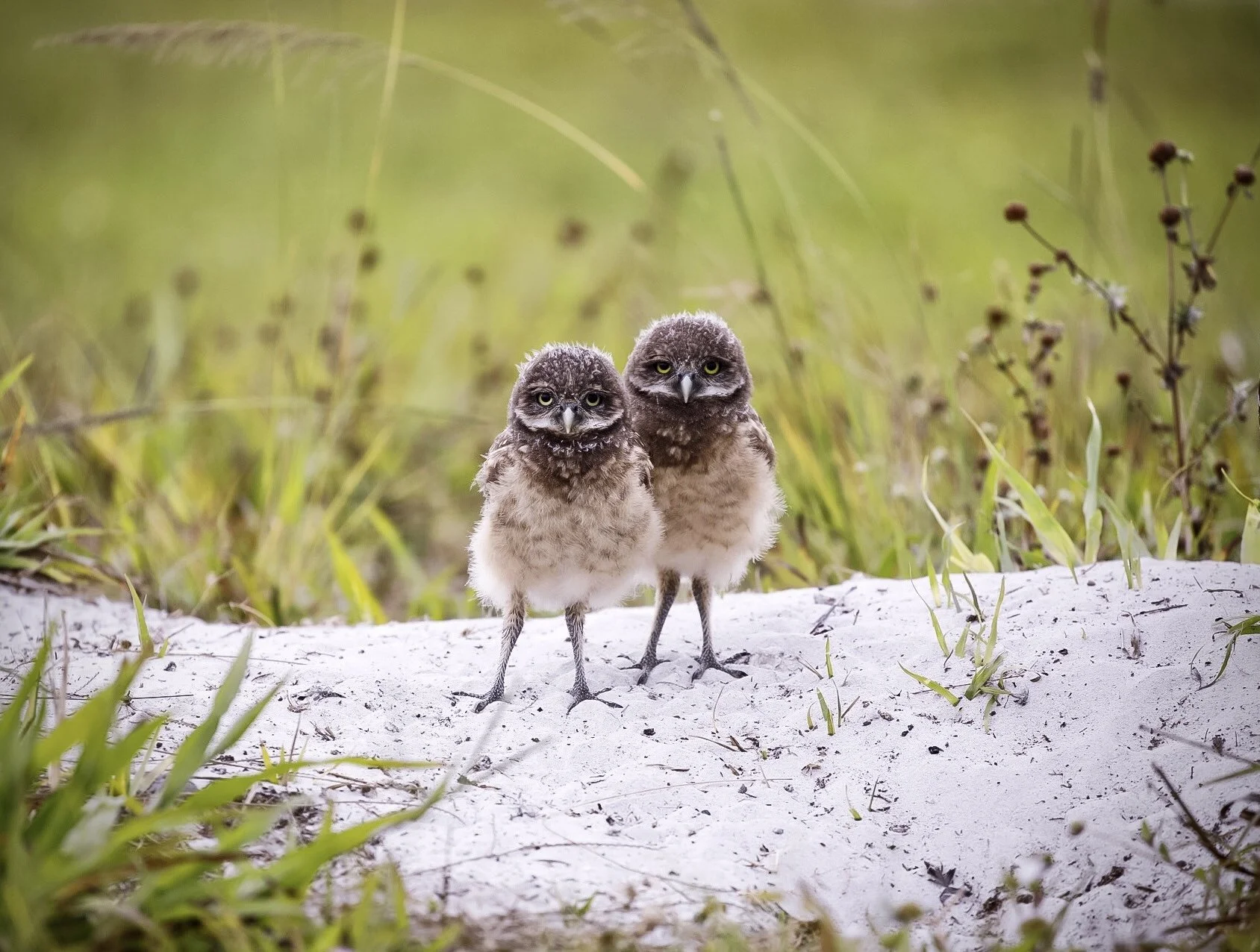 Baby Burrowing Owls 12