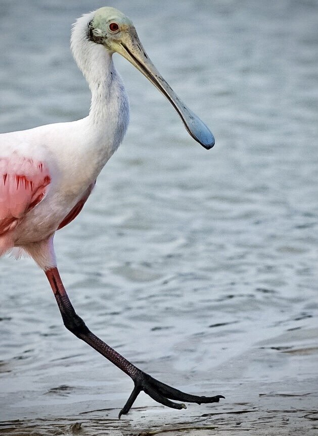Spoonbill 60