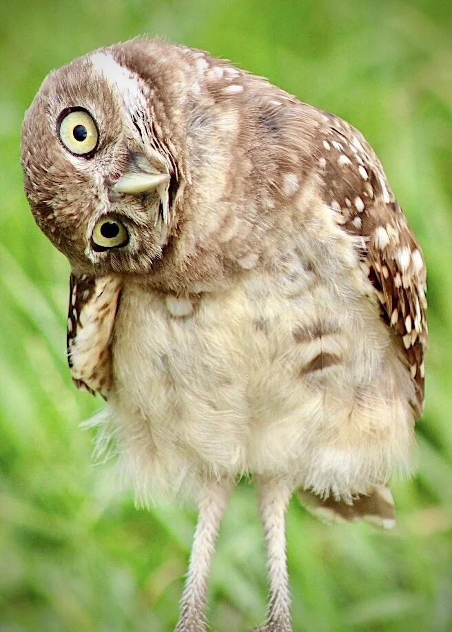 Burrowing Owl 14