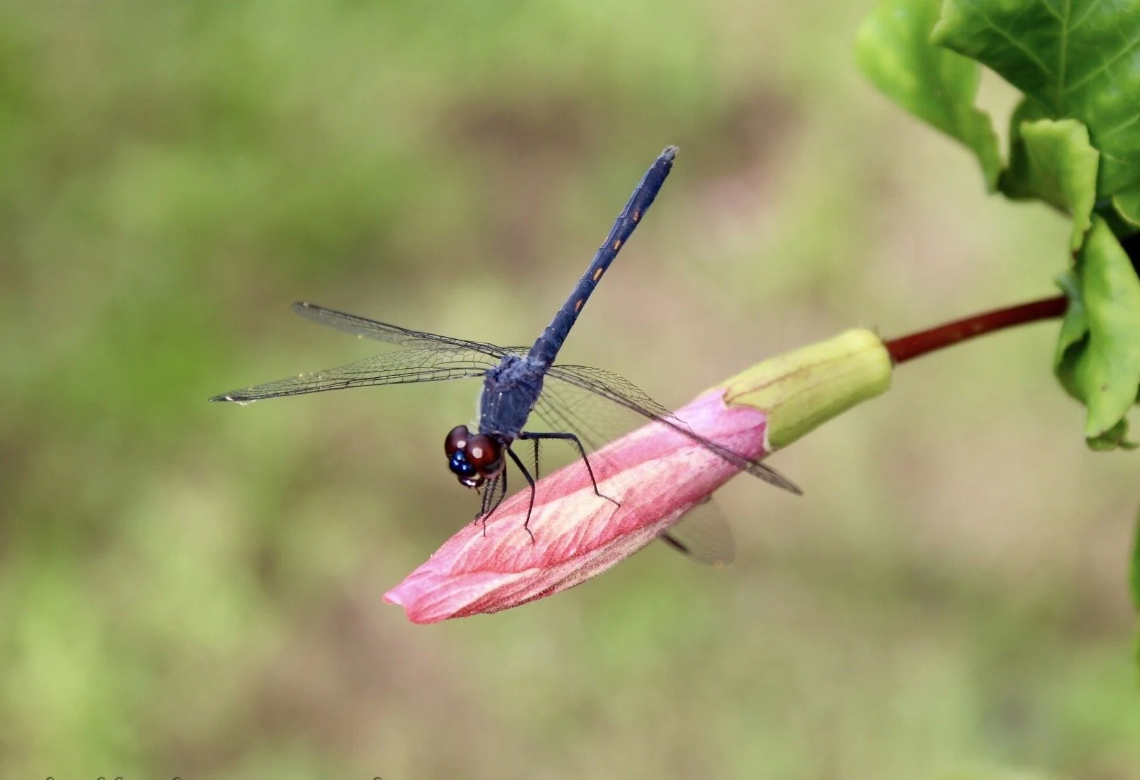 Dragonfly 5