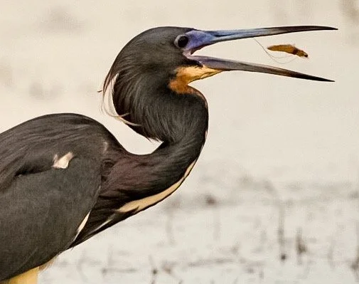 Tricolored Heron 83