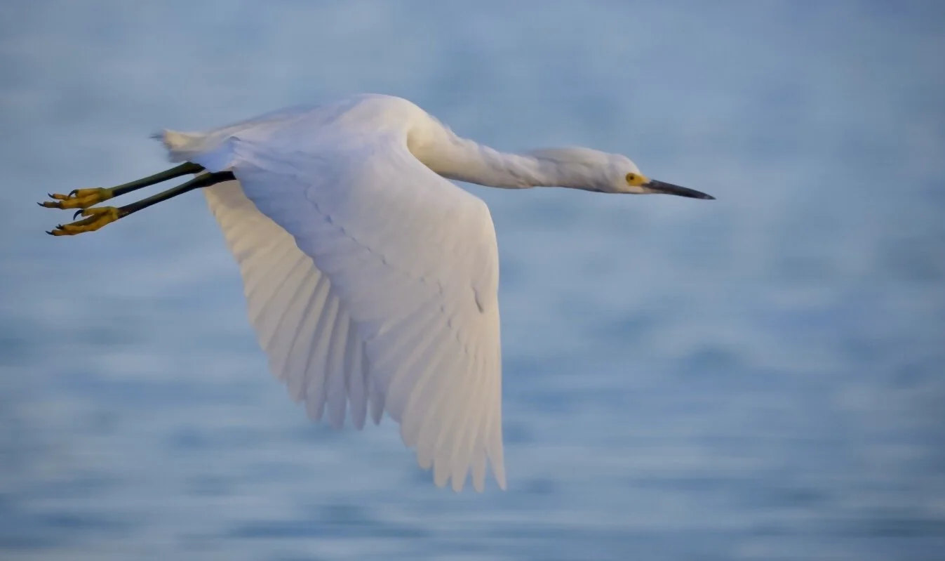 White Egret 43