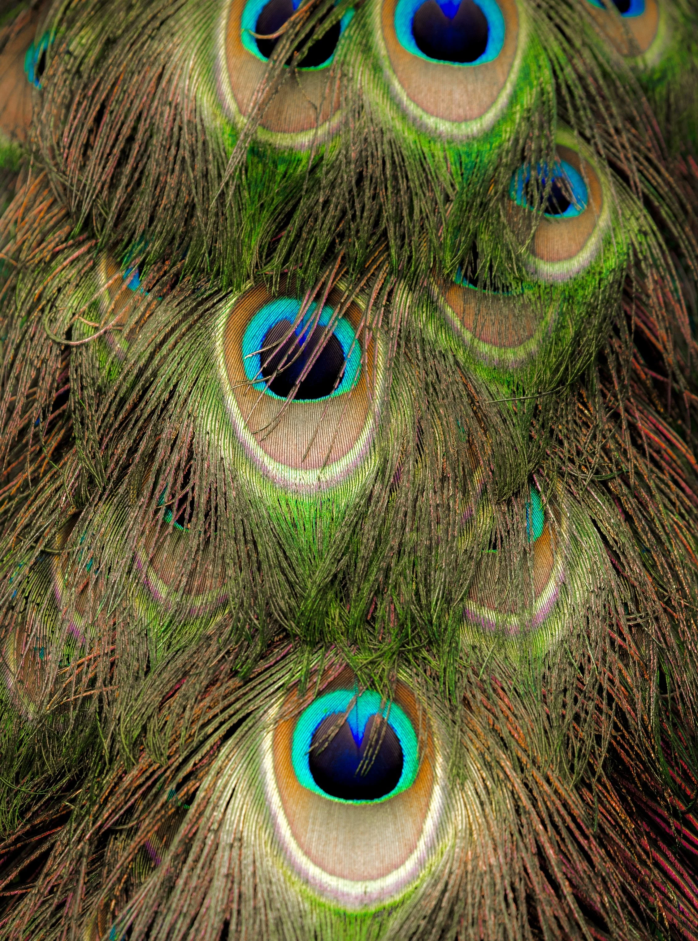 Peacock Feathers 20