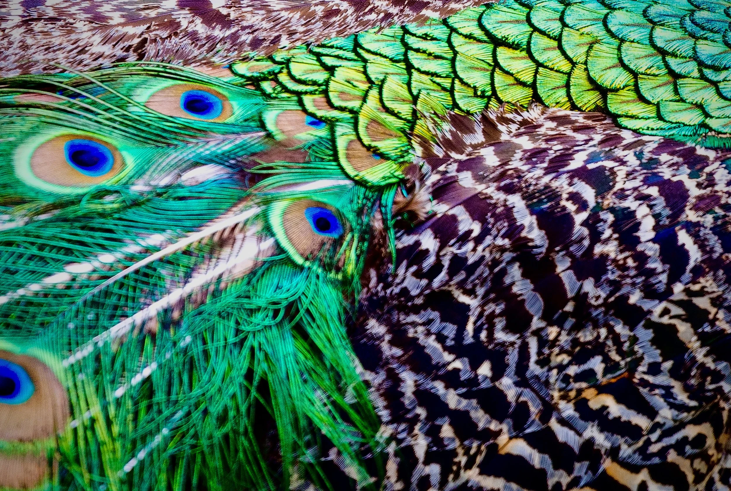 Peacock Feathers 18
