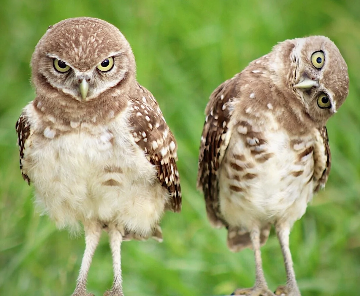 Burrowing Owls 15