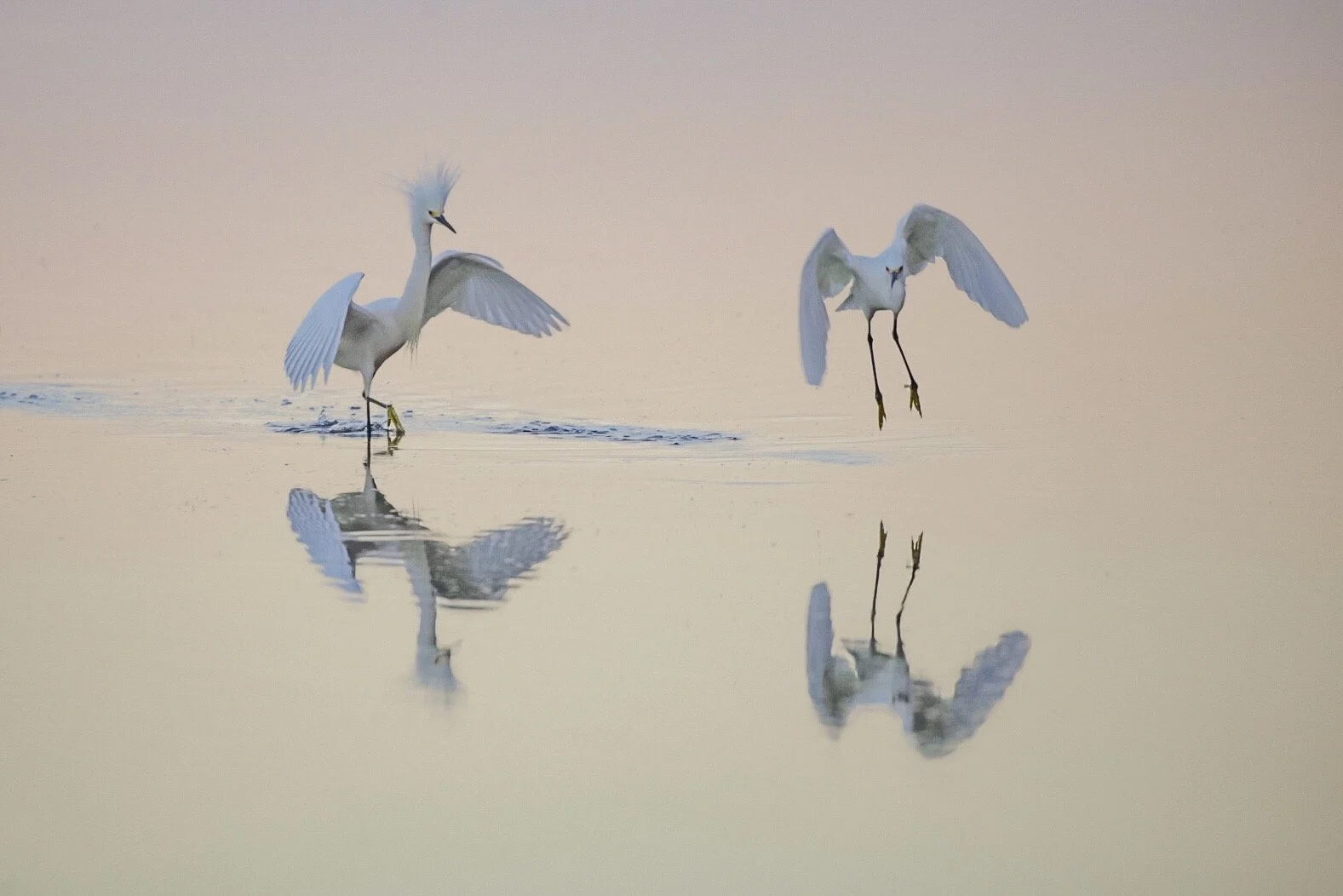 White Egrets 5