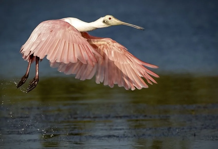 Spoonbill 26