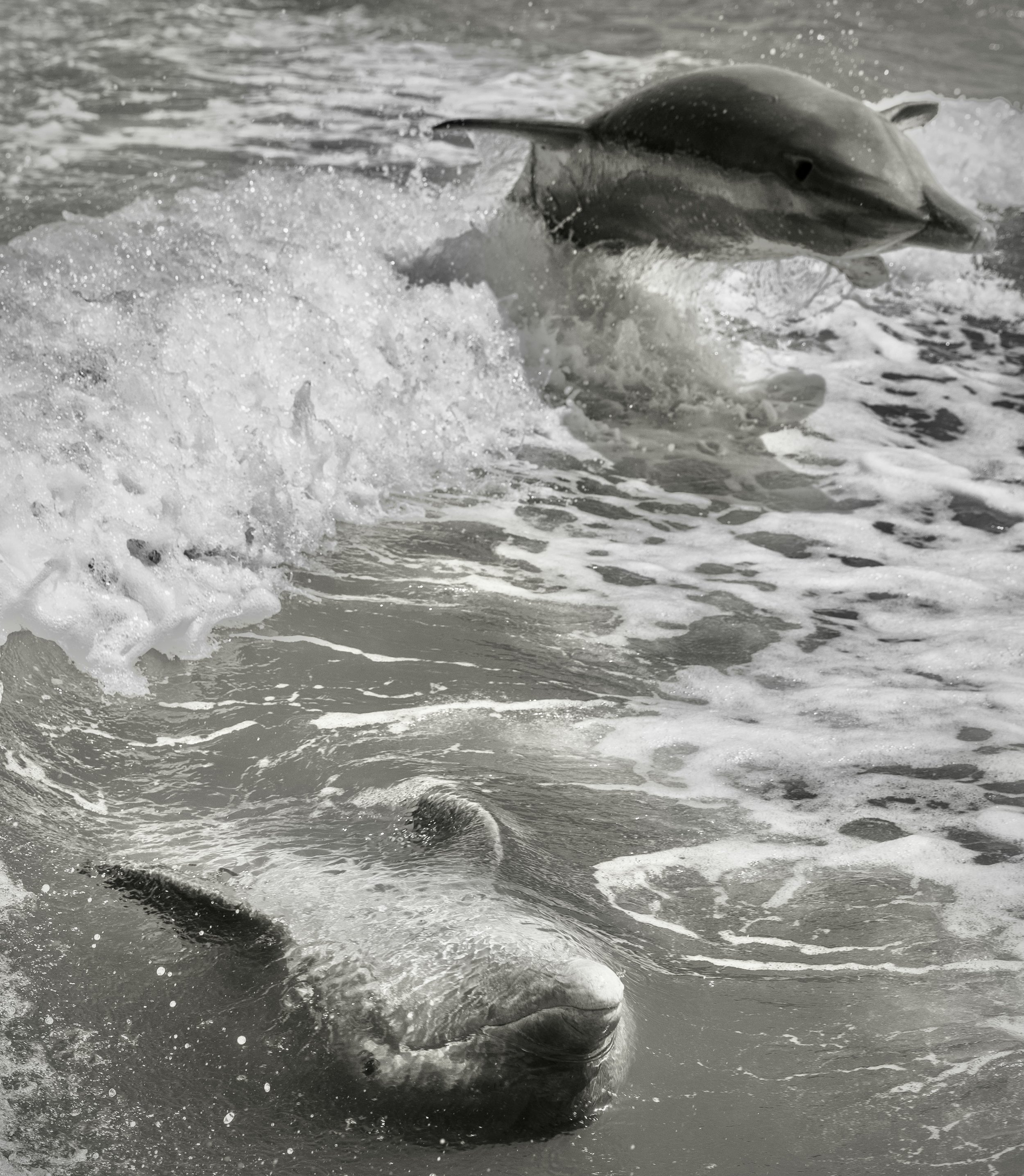 Dolphins 18