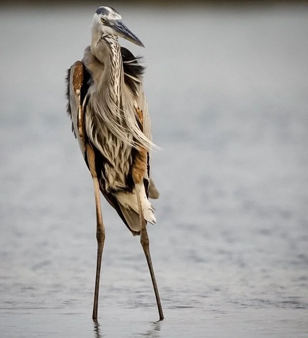 Great Blue Heron 35