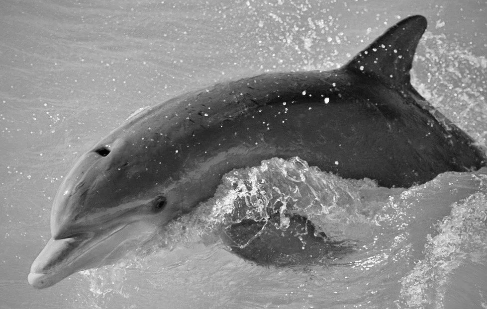 Dolphin 7