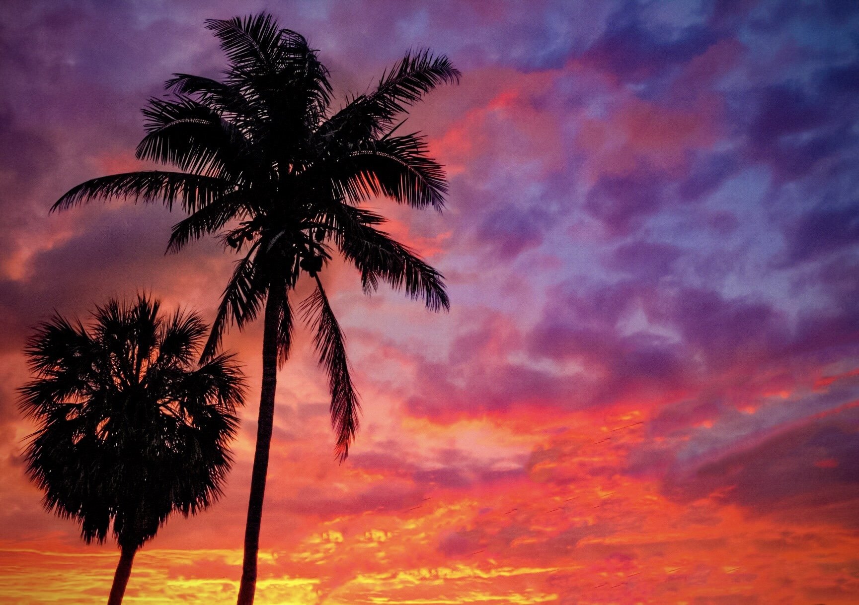 Goodland, Fl Palm Tree Sunset 19