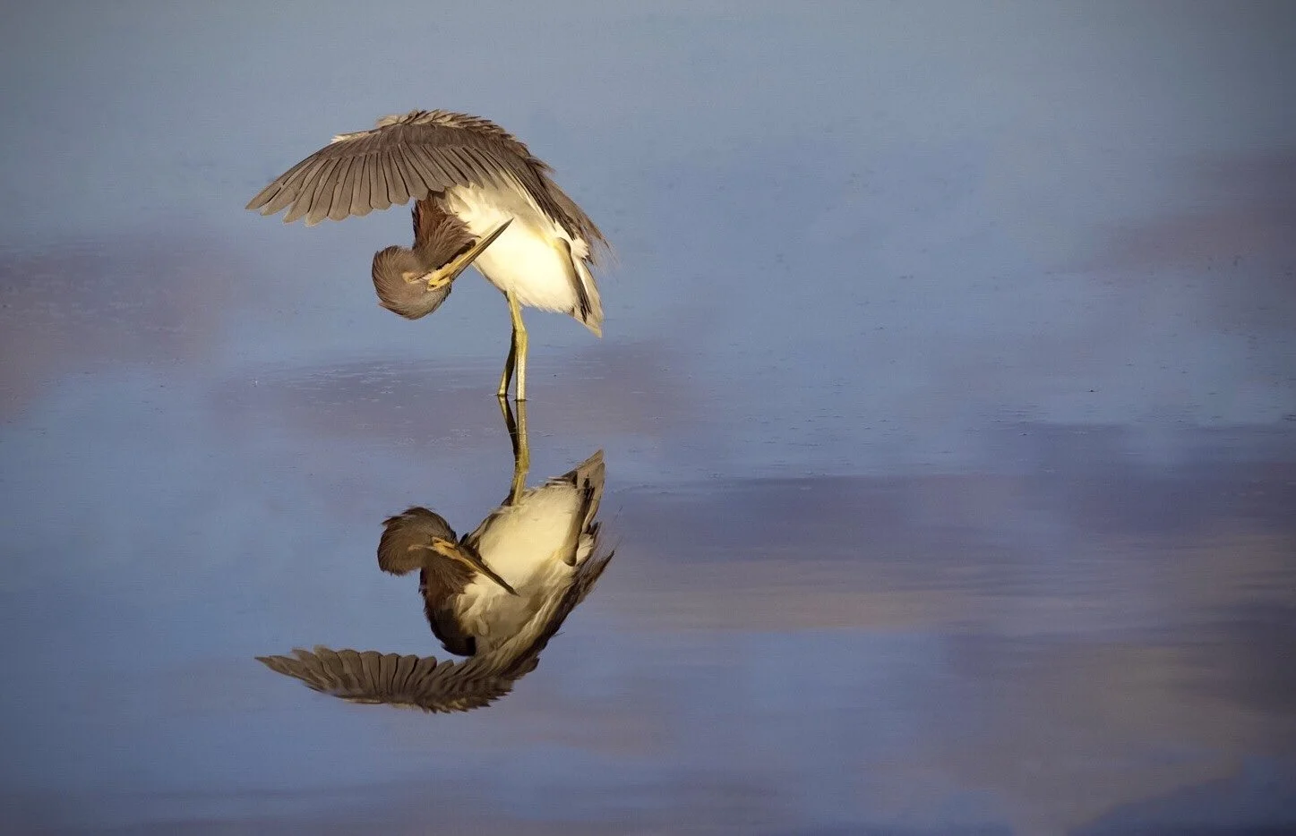 Tricolored Heron 59